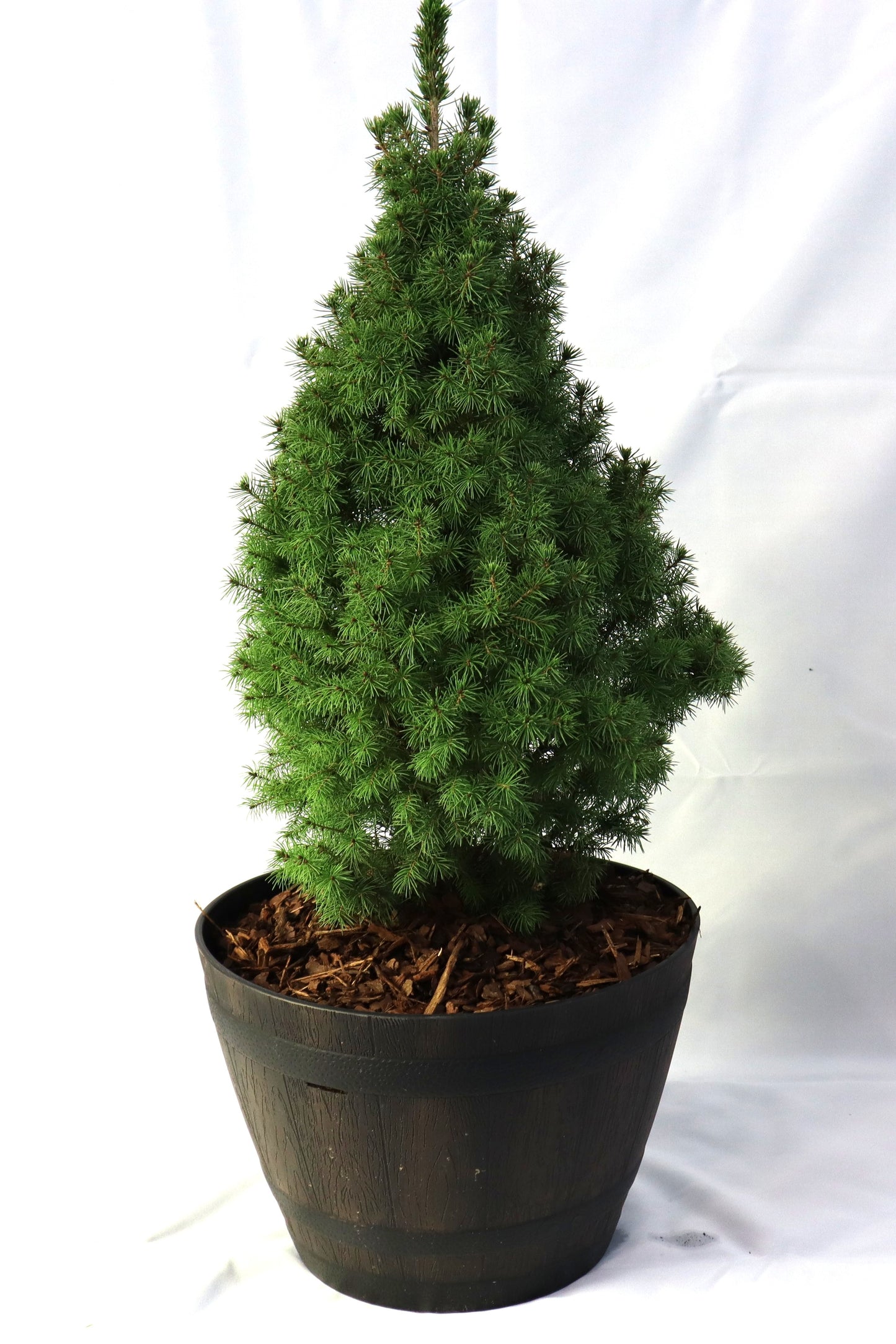Potted Alberta Spruce Trees β Holiday Ready & Landscape Approved