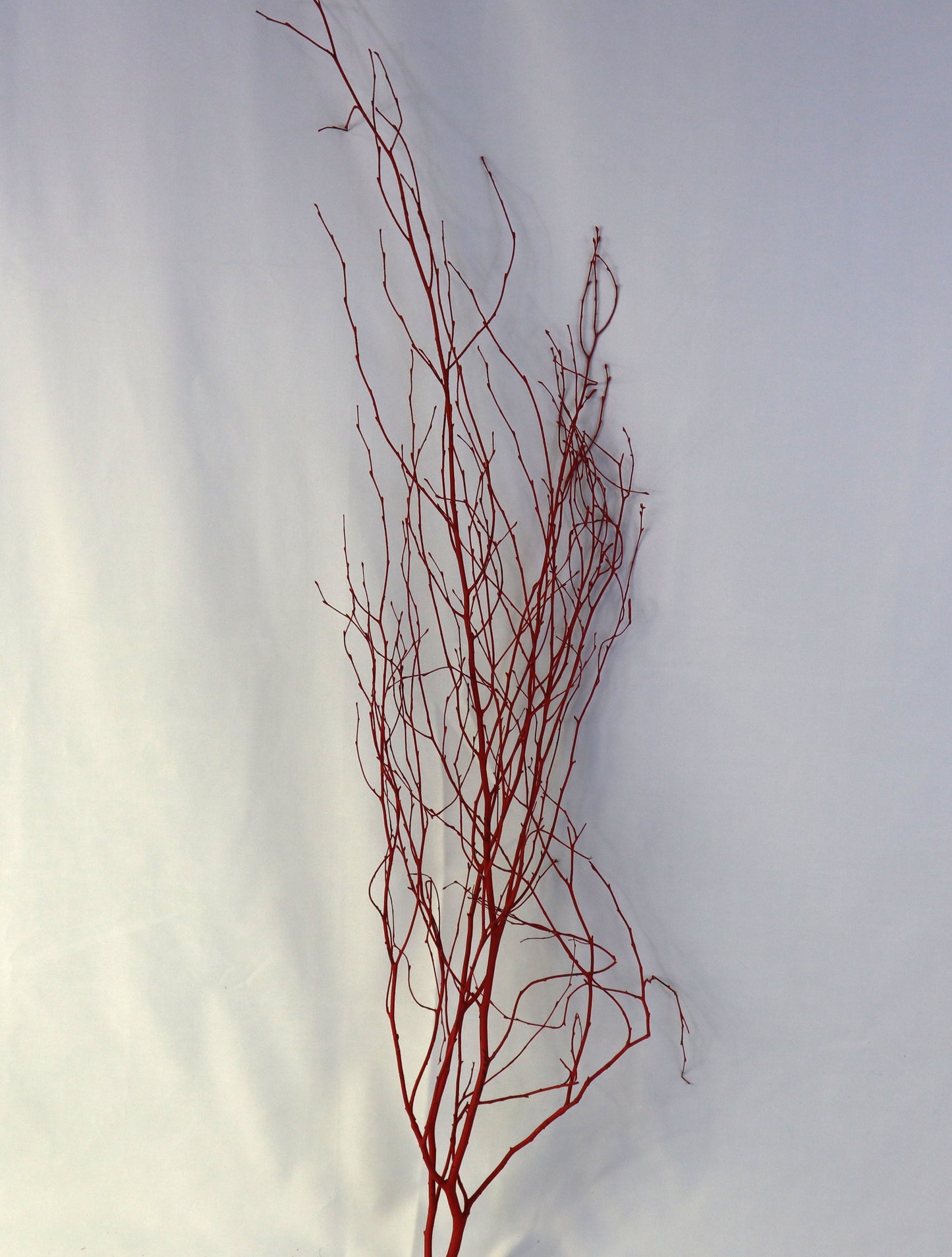 Painted Wood Stem Bundle