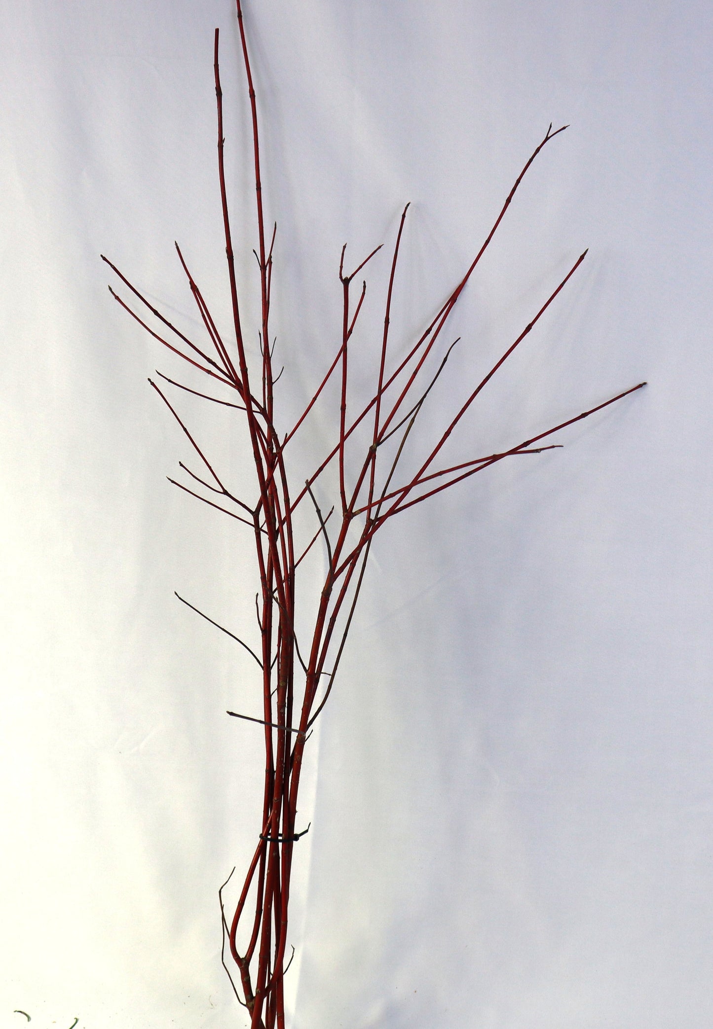 Real Red Twig Dogwood Bundle