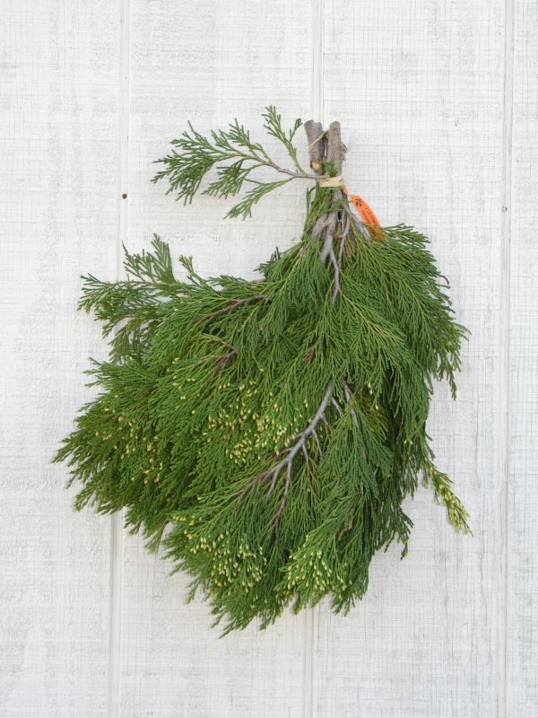 Incense Cedar Boughs