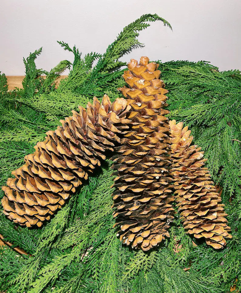 Sugar Pine Cones