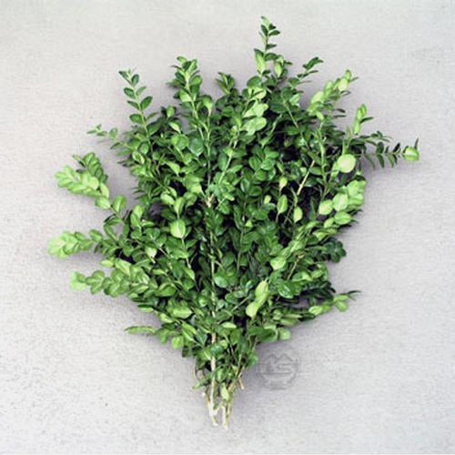 American Boxwood Boughs