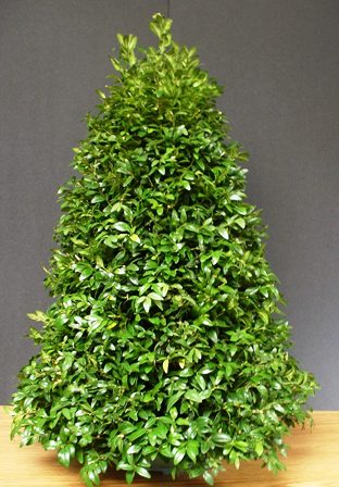 Boxwood Tree