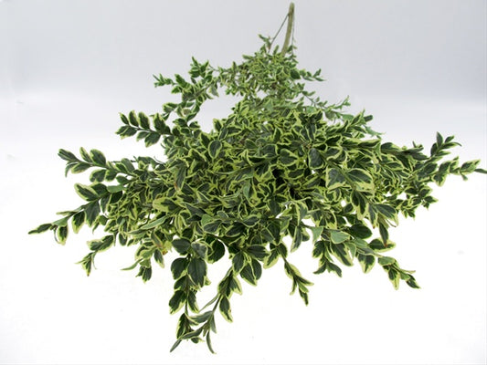 English Boxwood Boughs
