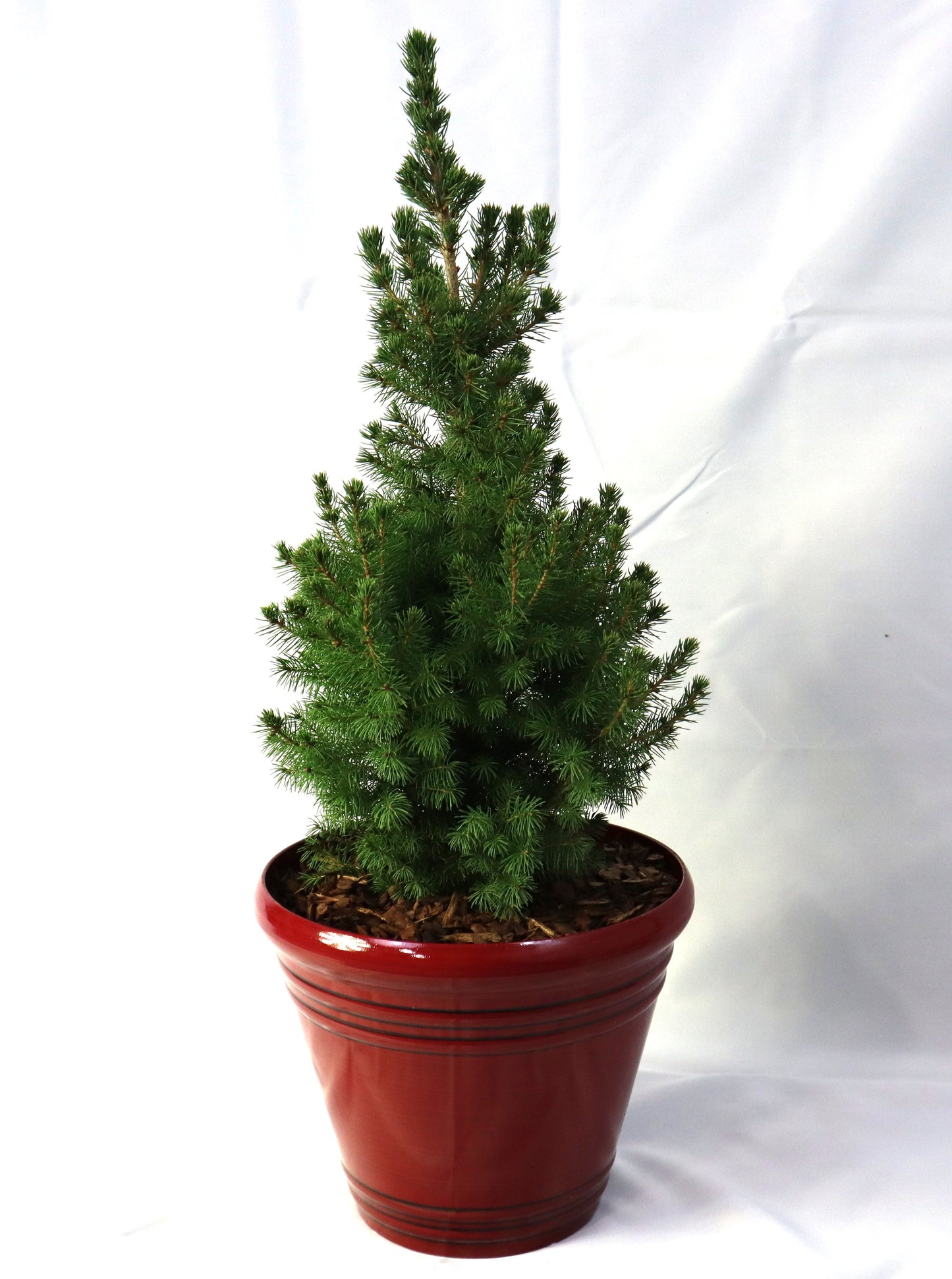 Potted Alberta Spruce Trees – Holiday Ready & Landscape Approved