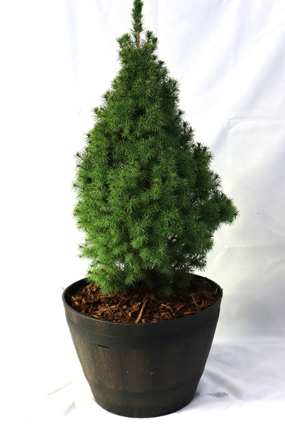 Potted Alberta Spruce Trees – Holiday Ready & Landscape Approved