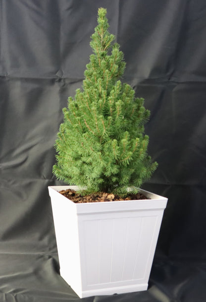Potted Alberta Spruce Trees – Holiday Ready & Landscape Approved