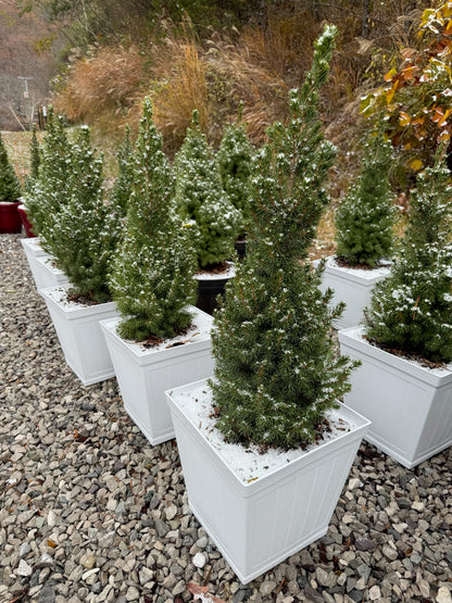 Potted Alberta Spruce Trees – Holiday Ready & Landscape Approved