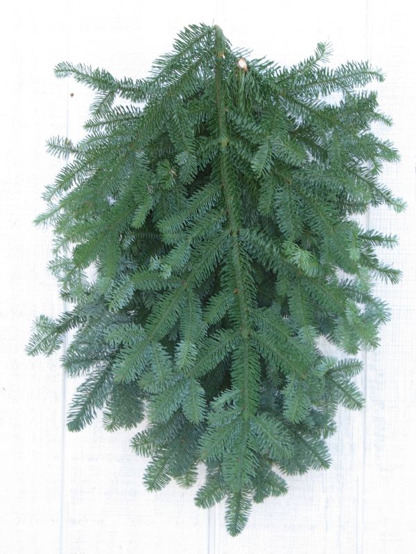 Noble Fir Boughs